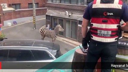Hayvanat bahçesinden kaçan zebra şehre indi