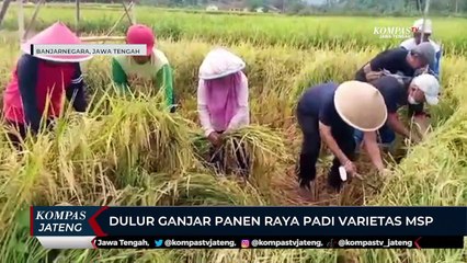 Relawan Dulur Ganjar Panen Raya Padi Varietas MSP