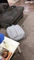 Henry the Roomba Dog