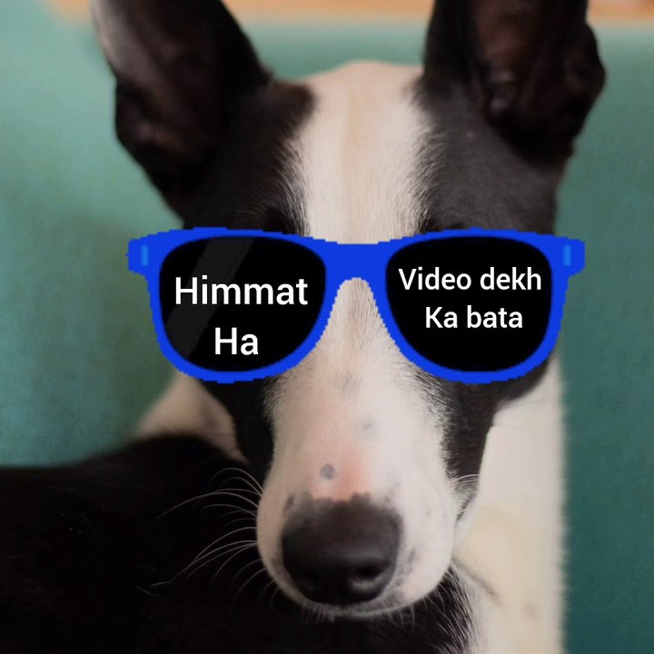 Saste nashe | funny animals videos| funny pets videos compilation| funny animals try not to laugh 