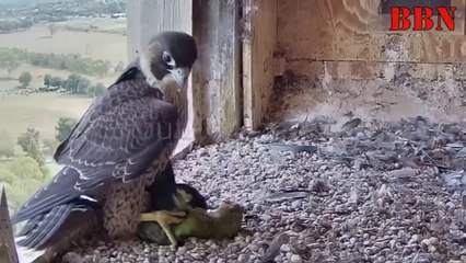 शेर से भी बड़े पंजे है इस बाज के !