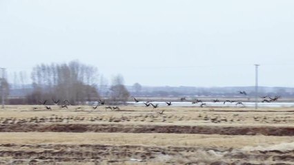 Çin'in Heilongjiang Eyaletinde Konaklayan Göçmen Kuşların Sayısı Artıyor