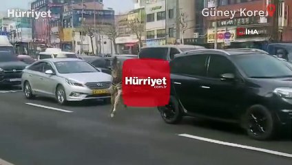 Hayvanat bahçesinden kaçan zebra şehre indi
