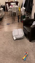 Henry the Roomba Dog