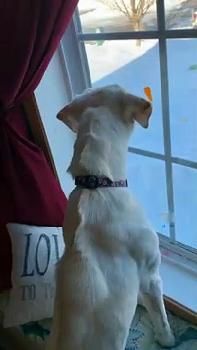 Barking Dog Sounds a Bit Like a Sea  Lion