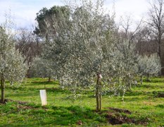 En Sud-Gironde, l'olivier remplacera t-il la vigne ?