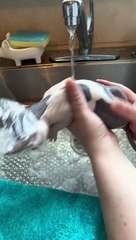 Bath Time for Sphynx Kittens