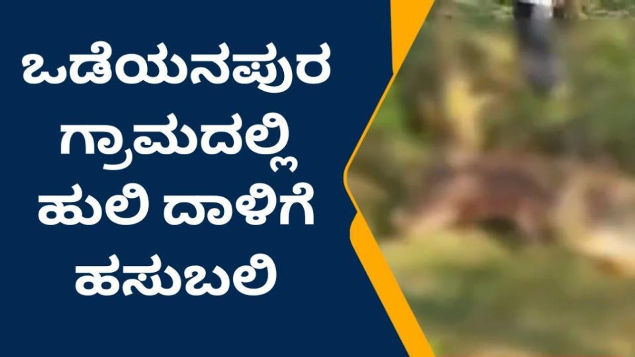 ಮೈಸೂರು: ಒಡೆಯನಪುರ ಗ್ರಾಮದಲ್ಲಿ ಹುಲಿ ದಾಳಿಗೆ ಹಸು ಬಲಿ