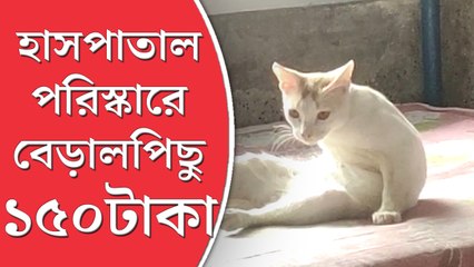 বিড়ালপিছু দেড়শো টাকা দর দিচ্ছে রানাঘাট হাসপাতাল