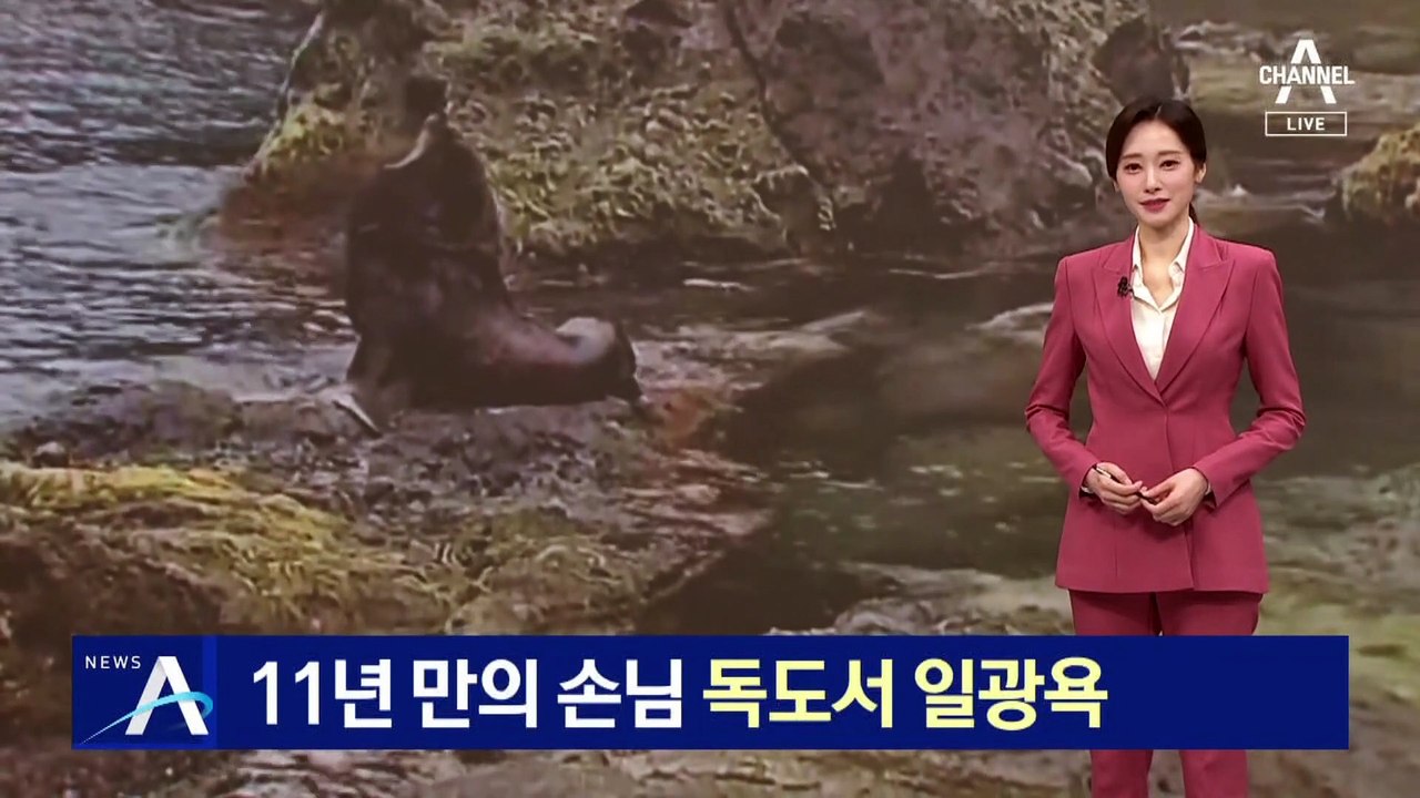 11년 만의 손님…독도서 일광욕하는 물개 포착
