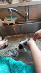 Bath Time for Sphynx Kittens