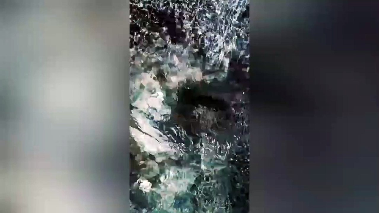 Staring Contest with a Whale