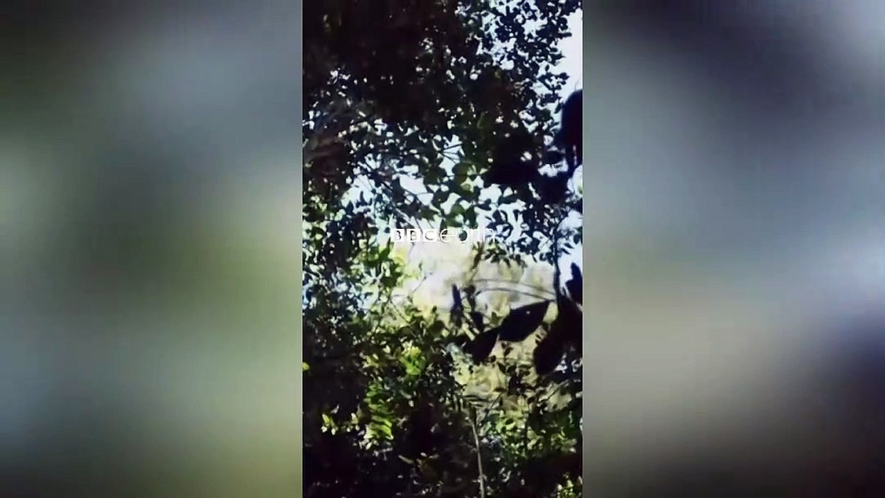 Letting Go With Lemurs