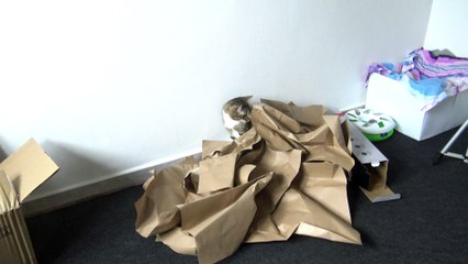 Cat Explores the New Box
