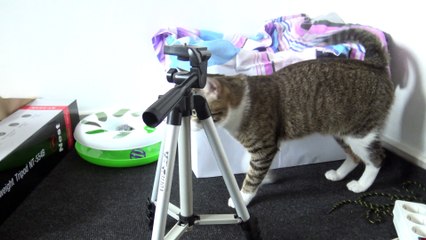Kitten Guards the Toys in a Box
