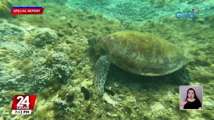 Mga green sea turtle, pinangangambahang tuluyang maglaho kung magpatuloy ang pag-init ng karagatan | 24 Oras