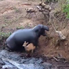 OMG!!! The lucky deer was saved by Hippo from a pack of wild dogs