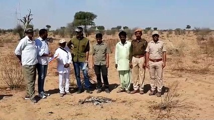 Video: हाइटेंशन तारों के नीचे मिले गोडावण पंख व अवशेष