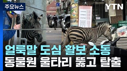 동물원 탈출한 얼룩말 대낮 도심 활보...3시간 만에 포획 / YTN