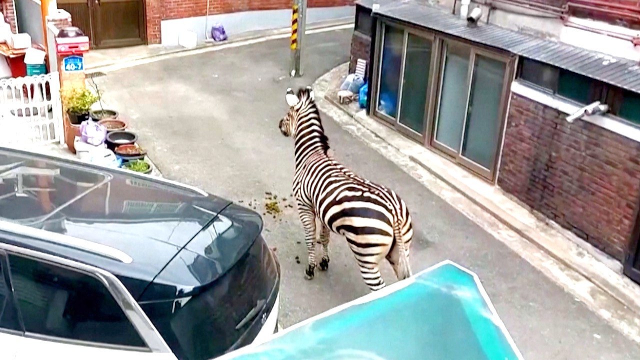 Must See! This Zebra Was Caught Running Around the Streets of Seoul, South Korea After Epic Zoo