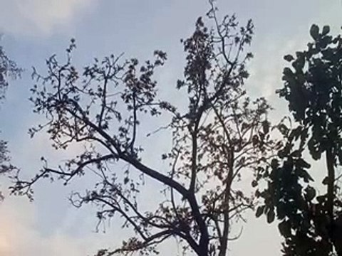 अब पीला पलाश, करना पड़ रहा तलाश, जिले में सवा दो लाख हैक्टेयर के सघन वन में महज आधा दर्जन पेड़