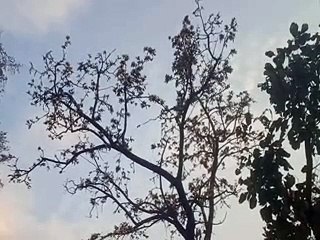 अब पीला पलाश, करना पड़ रहा तलाश,  जिले में सवा दो लाख हैक्टेयर के सघन वन में महज आधा दर्जन पेड़