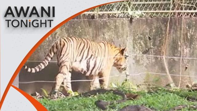 Malayan Tiger: RM1 on Harimau Malaya match tickets to go to conservation