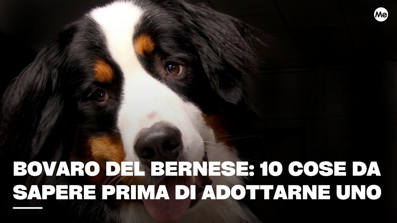 Bovaro del Bernese 10 cose da sapere prima di adottarne uno