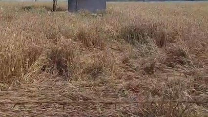 गौतमबुद्धनगर: बेमौसम बारिश से फसल नष्ट, किसानों के माथे पर दिखीं चिंता की लक़ीरें