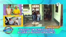 Esta es la historia de “Paquito”, un perrito con epilepsia que necesita ayuda