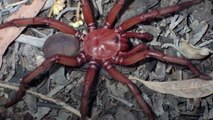 New rare and endangered giant spider species found in Australia