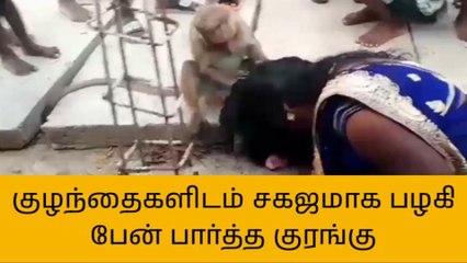 குழந்தைகளிடம் சகஜமாக பழகி பேன் பார்த்த குரங்கு!
