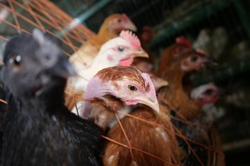 Los Estadounidenses Podrán Consumir Pollo Cultivado En Laboratorios