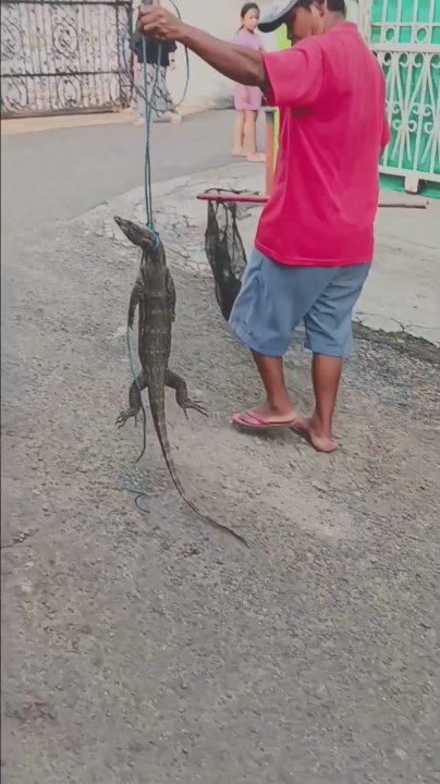 A Lizard Caught