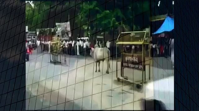 Real Bull Fighting Amazing Animal Videos YouTube when animals attack (2)