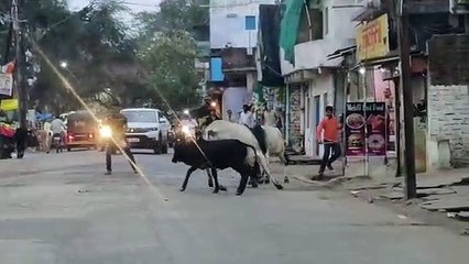 The clash of bulls on the road became a disaster for the people