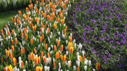 Lo spettacolo primaverile del parco floreale più grande del mondo