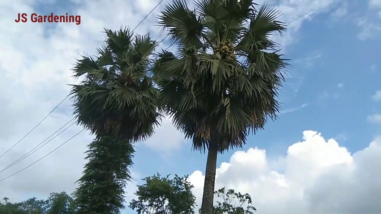 All about Tal palm/Toddy palm/Ice Apple | তাল গছৰ বিষয়ে জানো আহক