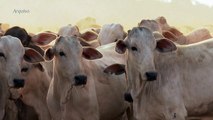 Ministério da Agricultura diz que China vai voltar a importar carne brasileira
