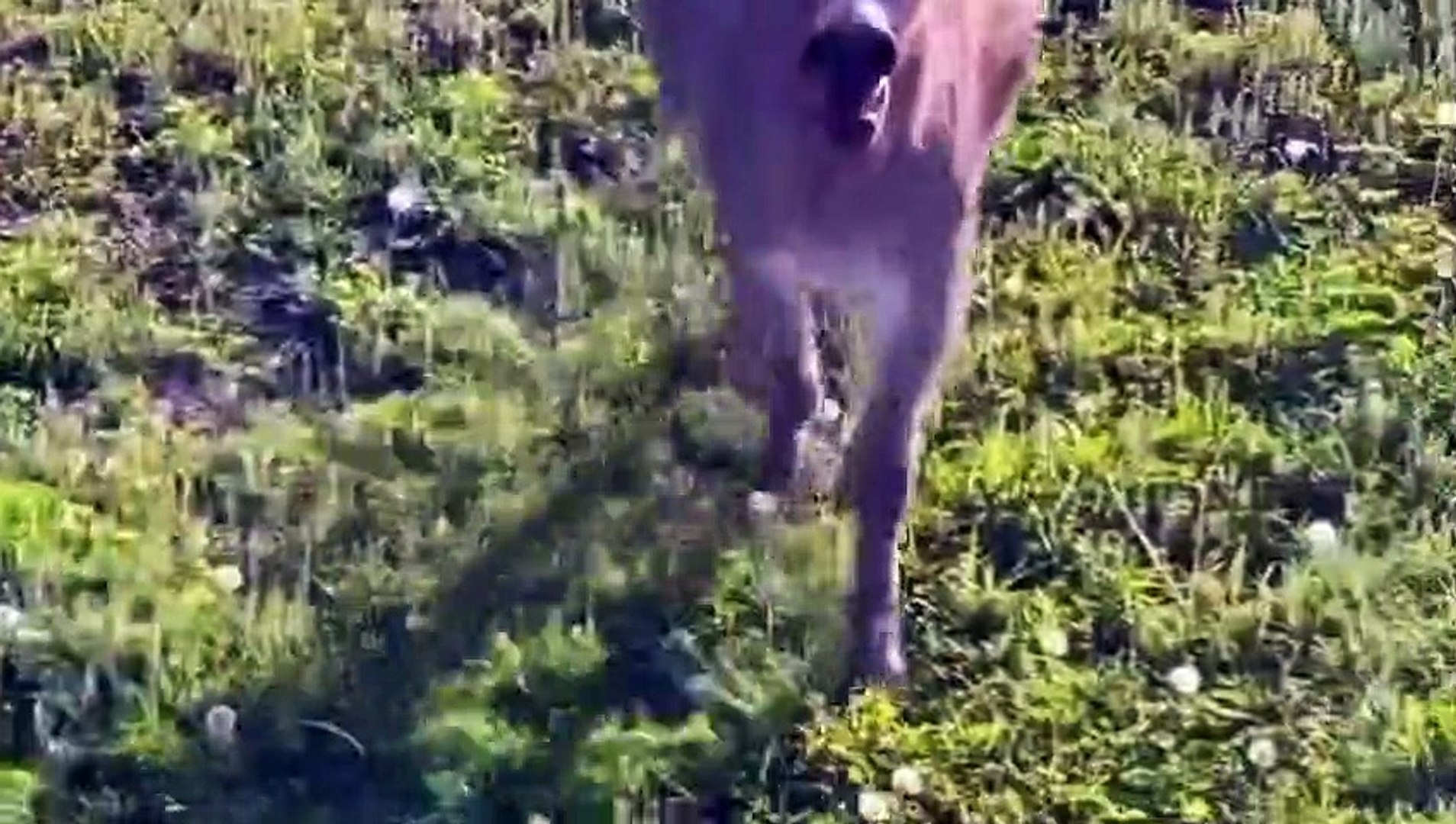⁣World Most Funniest Animals 2023 | Funniest Animals 2023 | Funny Animals 2023