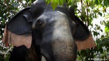 India: Kerala temple deploys robotic elephant for rituals