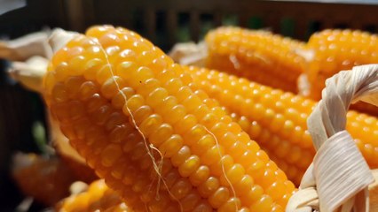 corn 4k HDR