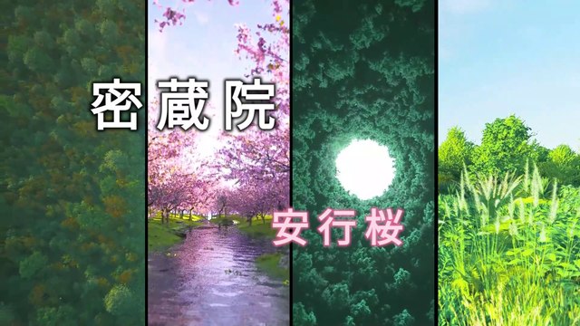 Mitsuzo-in Temple Cherry blossoms