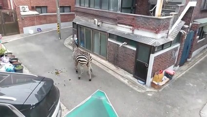 Escaped zebra gallops through streets of Seoul after making break from zoo