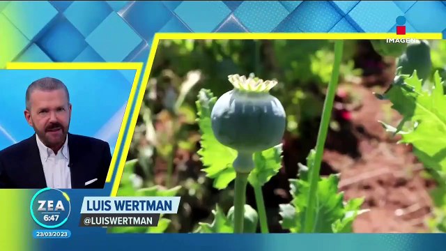 Relación México y Estados Unidos, ¿cómo lograr una verdadera colaboración?