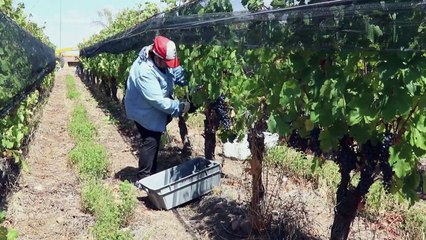 Race against time to rescue Argentina wine grapes amid extreme weather