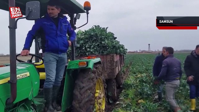 Bafra Ovası'nda çeltik arazisine dikilen brokolinin hasadına başlandı