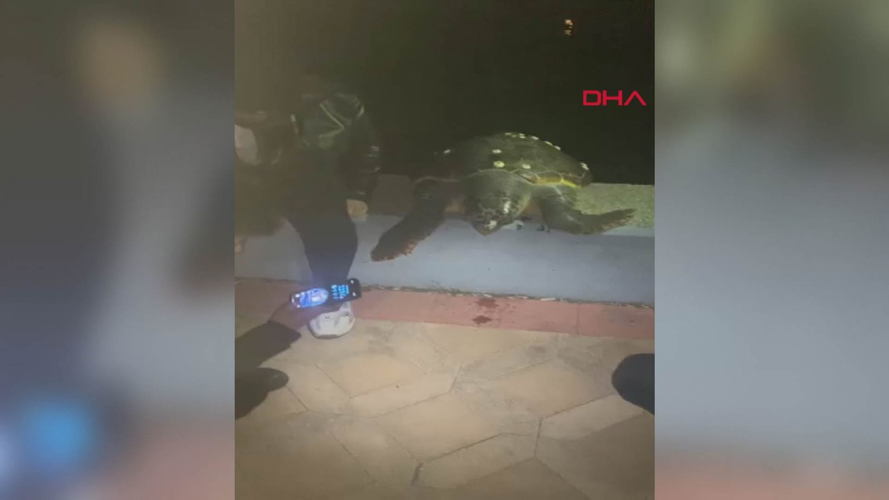Kıyıya vuran deniz kaplumbağasıyla fotoğraf çekip, denize bıraktılar