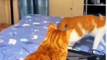 Funny Cat Videos 2023  Funny | Funny Cats And Dogs 2023  | Funniest Animals Cats And Dogs 2023 Ep9