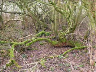 Marchiennes -Le circuit des oiseaux (1e partie )